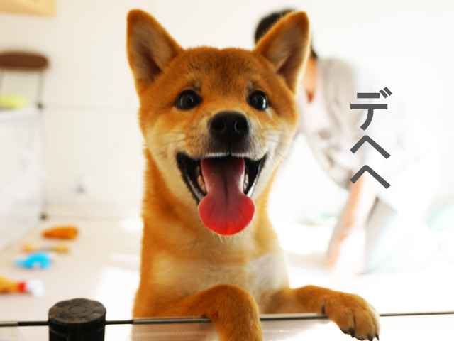 遊んで笑顔の柴犬コマリ