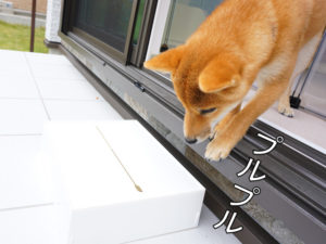 柴犬　柴犬コマリ