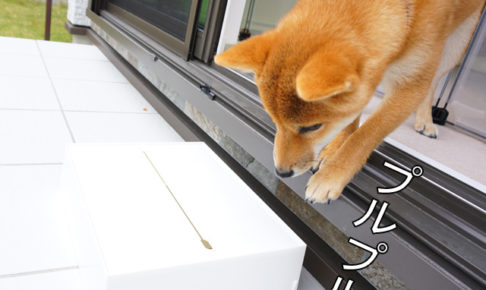 柴犬　柴犬コマリ