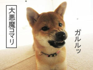柴犬　柴犬コマリ
