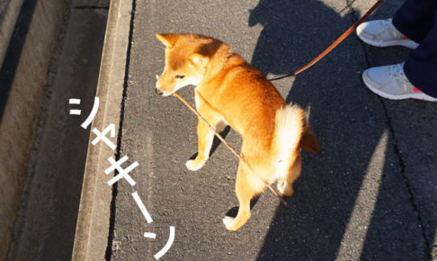 柴犬コマリ　ひのきのぼう