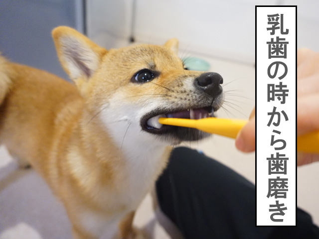 柴犬コマリ　歯磨き