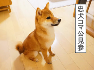 柴犬コマリ　忠犬