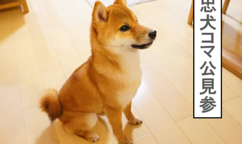 柴犬コマリ　忠犬