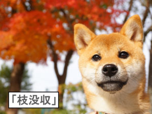 柴犬コマリ　紅葉