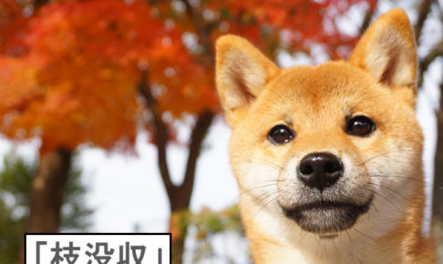 柴犬コマリ　紅葉