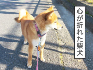 柴犬コマリ　柴犬