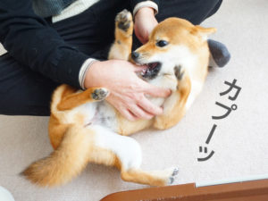 柴犬コマリ　噛み癖