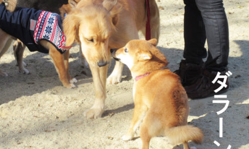 柴犬コマリ　ドッグラン