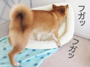 柴犬コマリ　ストレス