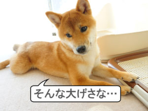 柴犬コマリ　柴犬