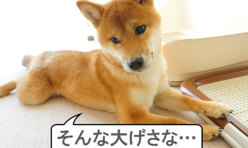 柴犬コマリ　柴犬