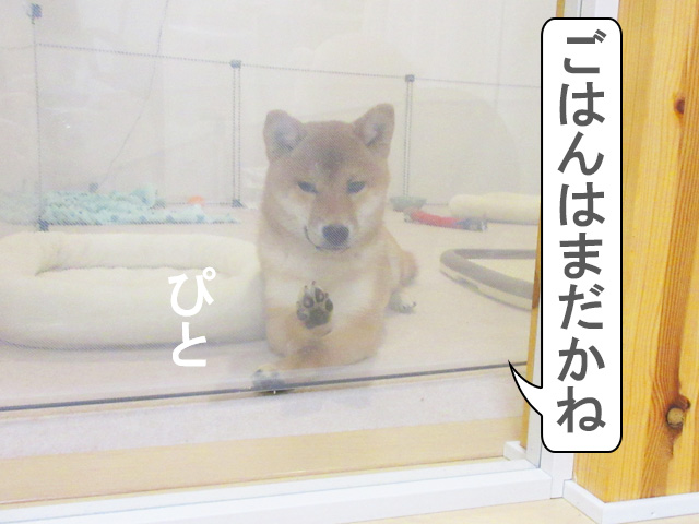 ごはん待ちの柴犬