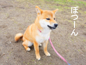 柴犬コマリ　ドッグラン