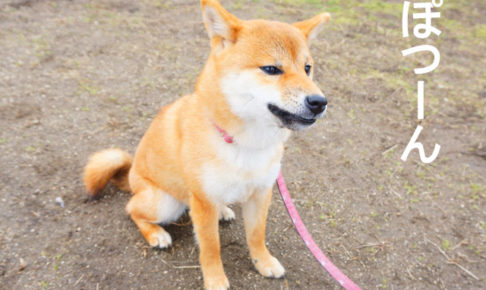 柴犬コマリ　ドッグラン