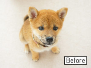 柴犬コマリ　ハーフバースデー