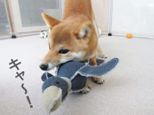 柴犬コマリ　鳥