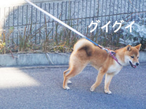柴犬コマリ　散歩レッスン