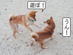 柴犬コマリ　ドッグラン