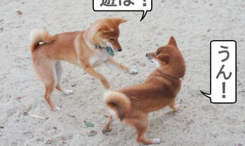 柴犬コマリ　ドッグラン