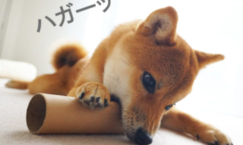 柴犬コマリ　コロコロ