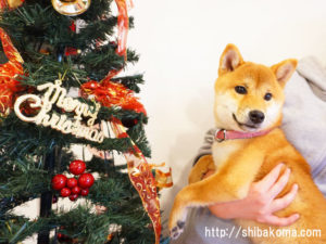 柴犬コマリのクリスマス