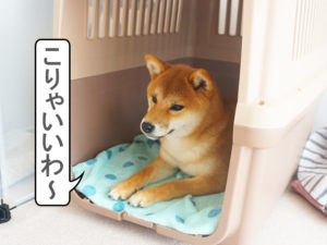 柴犬コマリ　クリスマス