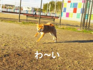 柴犬コマリ　ドッグラン
