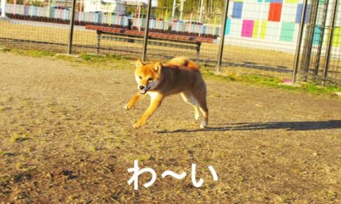 柴犬コマリ　ドッグラン