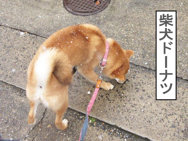 柴犬コマリ　初雪