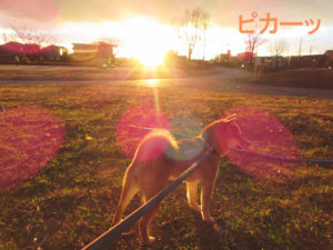 柴犬コマリ　夕日