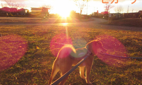 柴犬コマリ　夕日