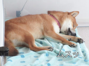 柴犬コマリ　寝顔