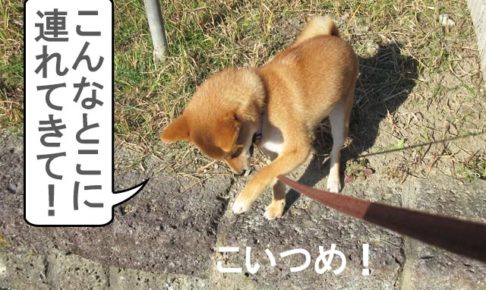 柴犬コマリ　柴犬