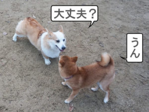 柴犬コマリ　ドッグラン