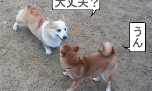 柴犬コマリ　ドッグラン