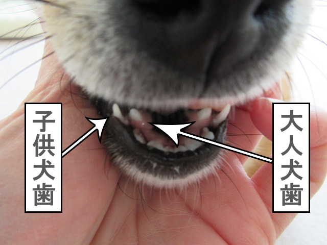 柴犬コマリ　歯の生え変わり