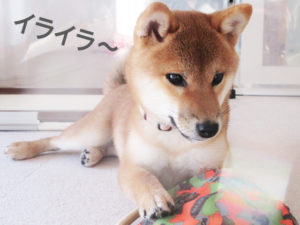 柴犬コマリ　歯の生え変わり