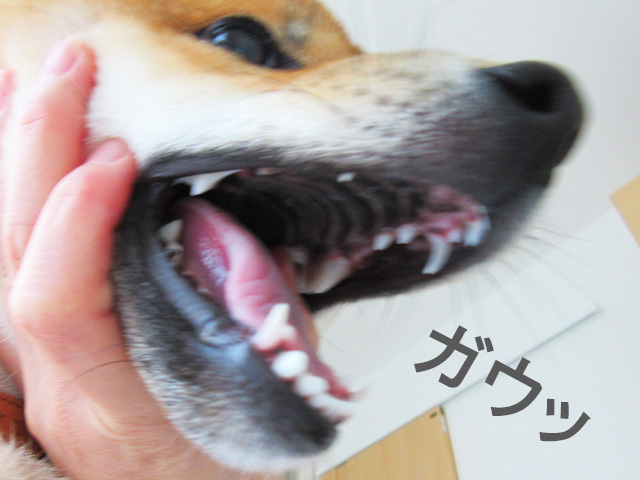 柴犬コマリ　歯の生え変わり