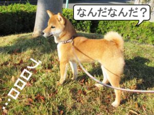 柴犬コマリ　柴犬