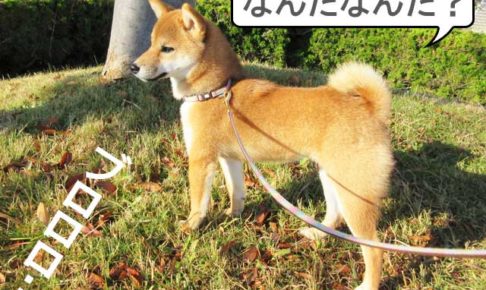 柴犬コマリ　柴犬