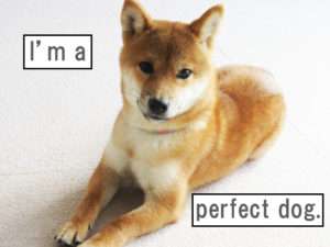 柴犬コマリ　パーフェクトヒューマン