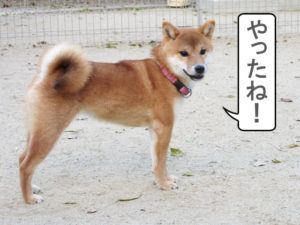 柴犬コマリ　ドッグラン
