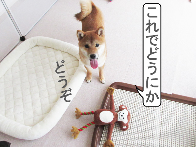柴犬コマリ　おもちゃ