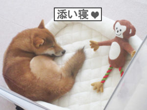 柴犬コマリ　おもちゃ