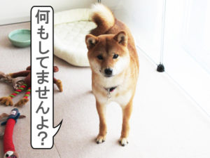 柴犬コマリ　イタズラ