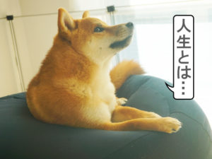 柴犬コマリ　体にフィットするソファミニ