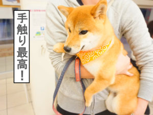 柴犬コマリ　シャンプー