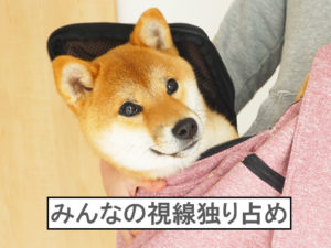 柴犬コマリ　スリング