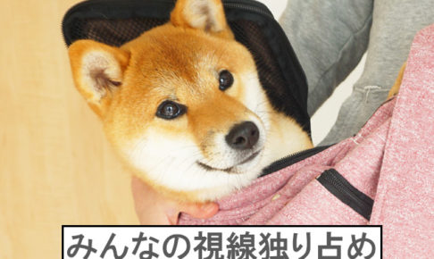 柴犬コマリ　スリング